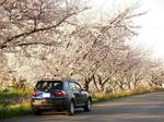 050409-X3-sakura.jpg